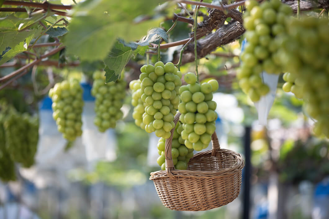临沂罗庄：葡萄采摘正当时 田园魅力引客来
